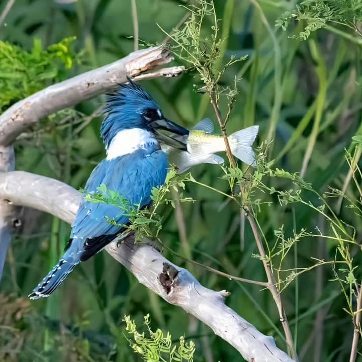 Birding the River
