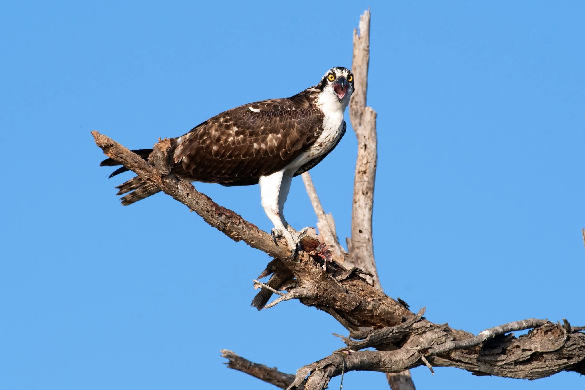 Birding the River