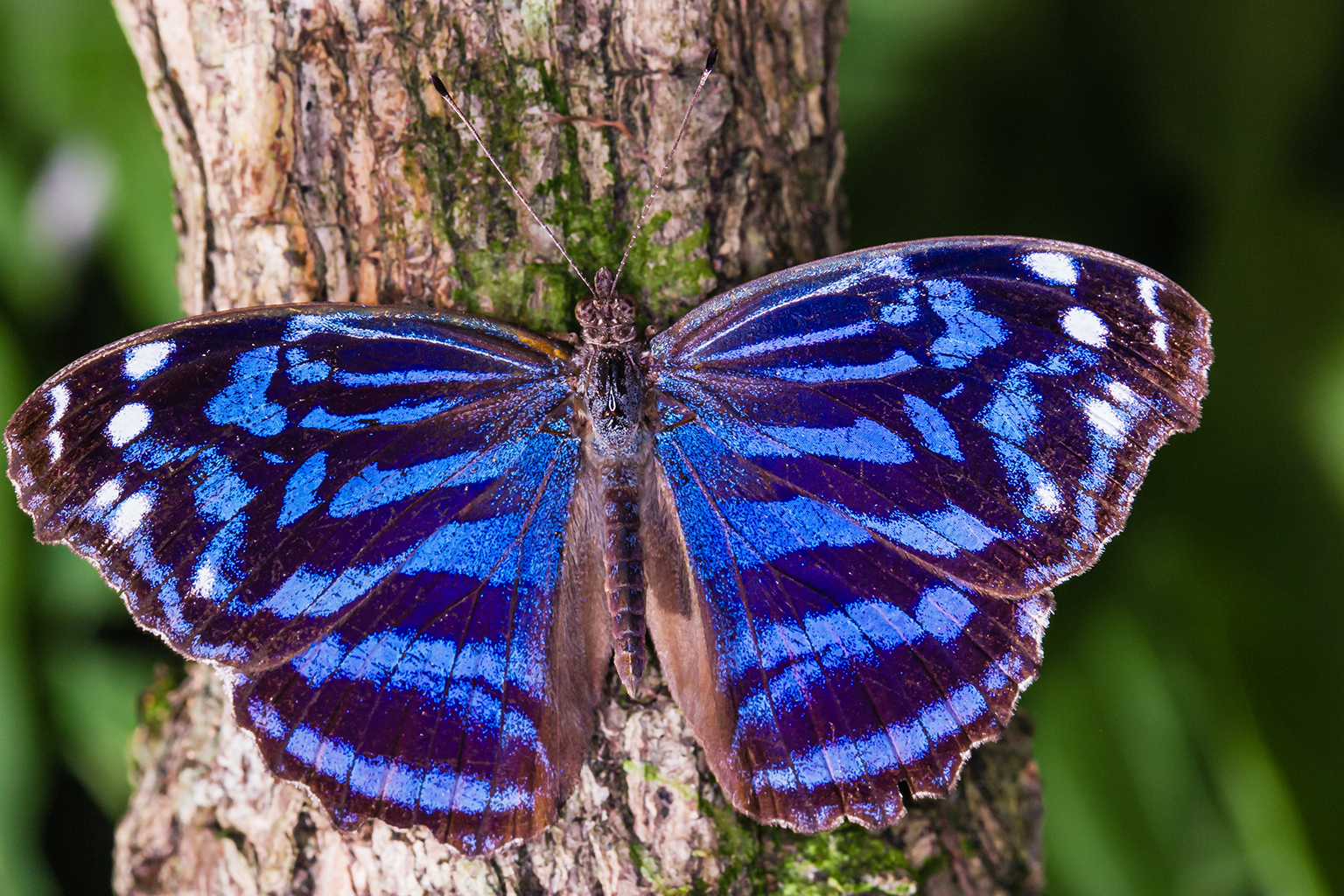 Wings of Wonder: Birds & Butterflies