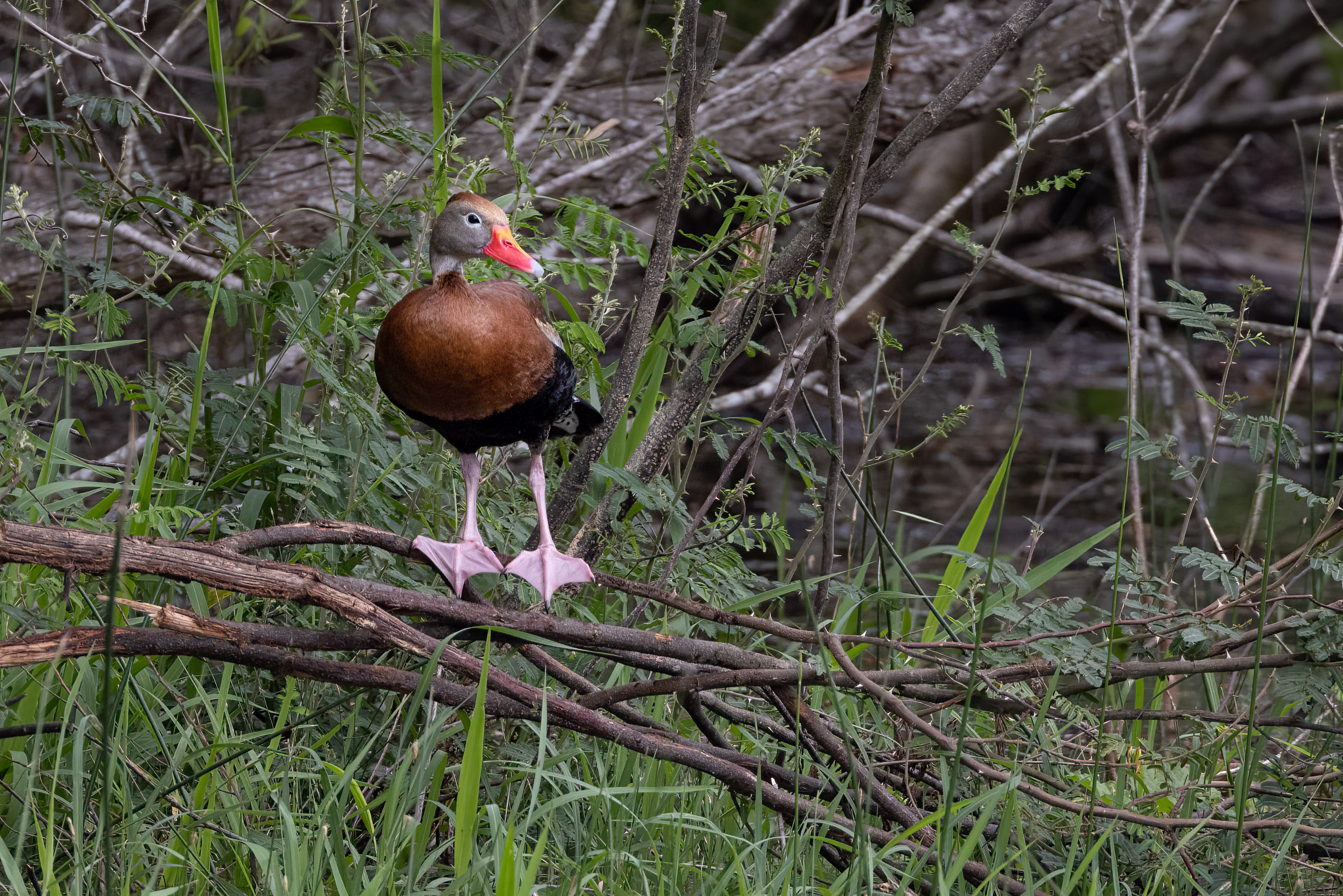Bird On!